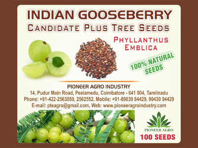 Indian Gooseberry